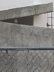 Campylorhynchus brunneicapillus