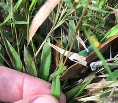 Dichanthelium patulum