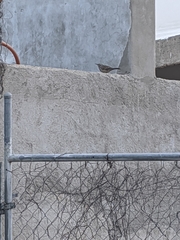 Campylorhynchus brunneicapillus