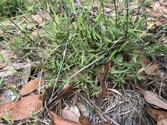 Dichanthelium patulum