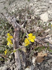 Helianthemum oelandicum orientale