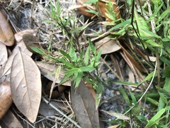 Dichanthelium patulum