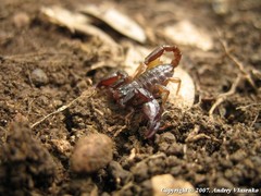 Euscorpius mingrelicus