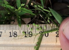 Dichanthelium patulum