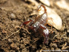 Euscorpius mingrelicus