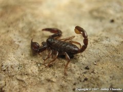 Euscorpius mingrelicus