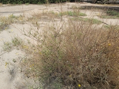 Sisymbrium irio