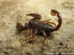 Euscorpius mingrelicus