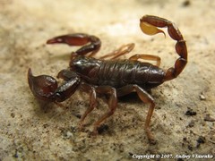 Euscorpius mingrelicus