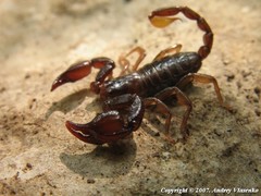 Euscorpius mingrelicus