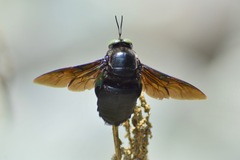Xylocopa perforator