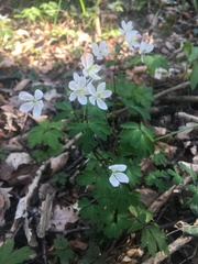 Isopyrum thalictroides