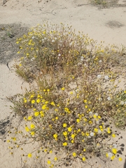 Senecio glaucus
