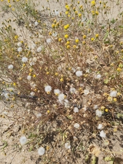 Senecio glaucus