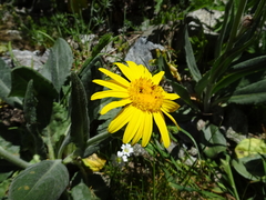 Senecio doronicum