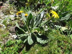 Senecio doronicum
