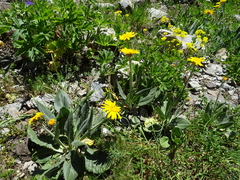 Senecio doronicum