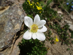 Anemonoides baldensis