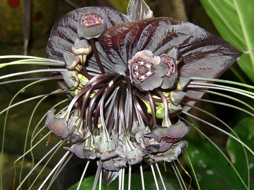 Tacca