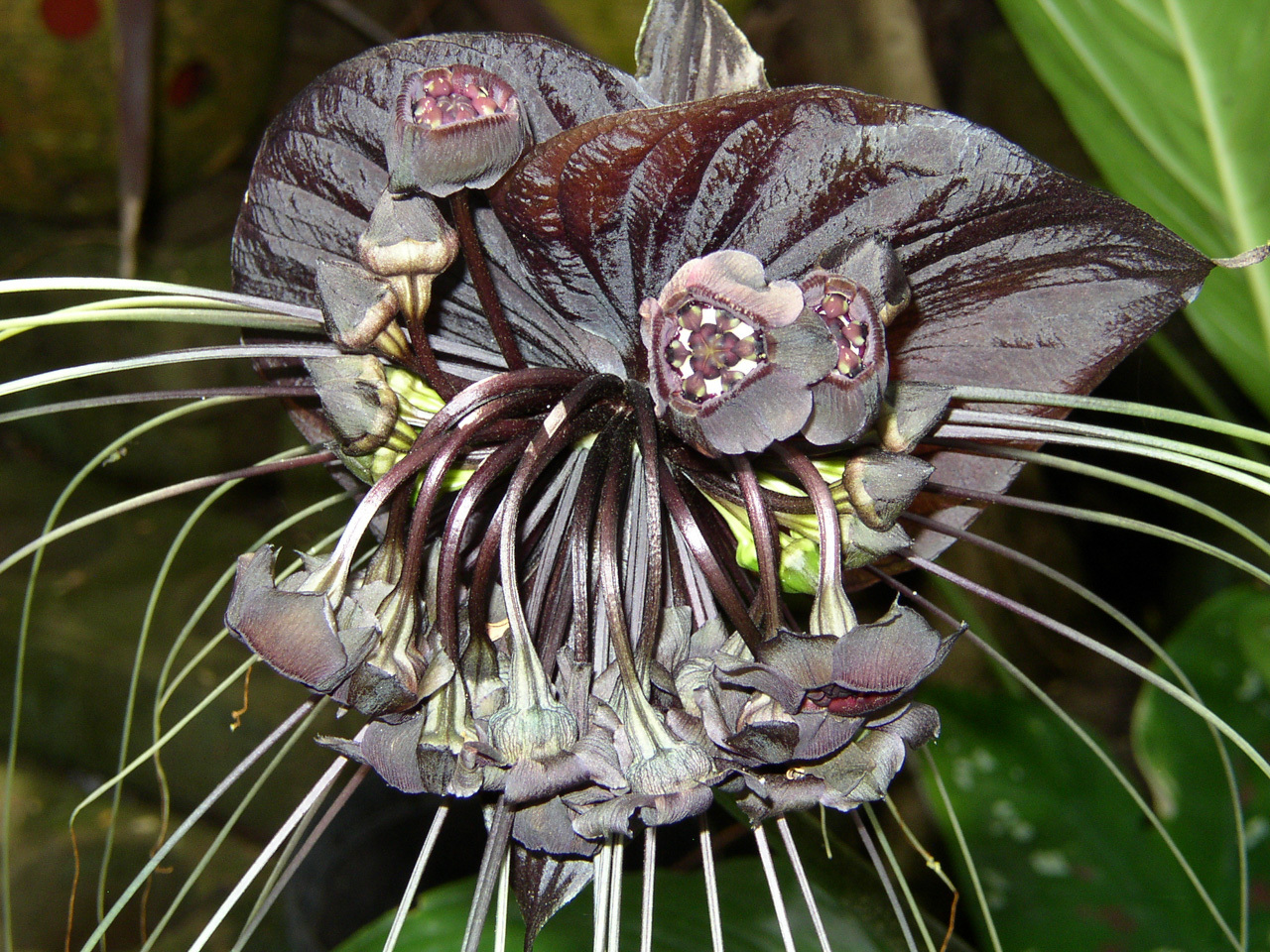 Tacca