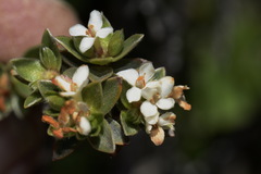 Pimelea concinna