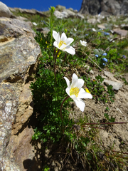 Anemonoides baldensis