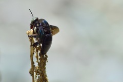 Xylocopa perforator