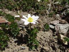 Anemonoides baldensis