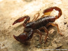 Euscorpius mingrelicus