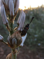 Zygaena rhadamanthus