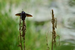 Xylocopa perforator