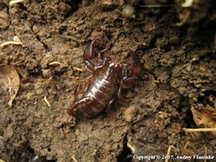 Euscorpius mingrelicus