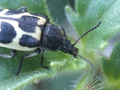 Astylus variegatus