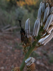 Zygaena rhadamanthus