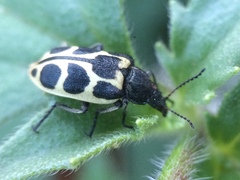 Astylus variegatus