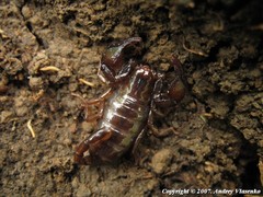 Euscorpius mingrelicus