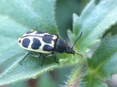 Astylus variegatus