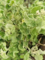 Pseudodictamnus undulatus