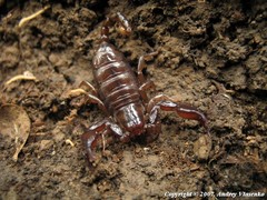 Euscorpius mingrelicus