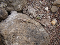 Microlophus bivittatus