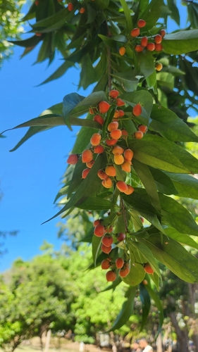 Bunchosia glandulosa