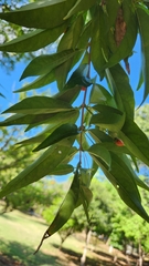 Bunchosia glandulosa, photograph author not stated, no rights reserved