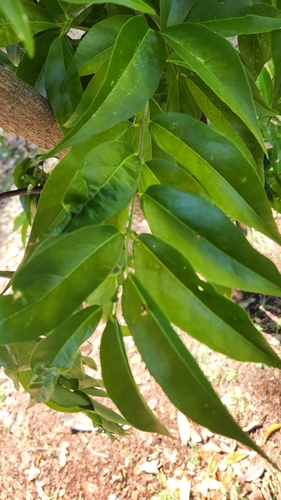 Bunchosia glandulosa, photograph 3