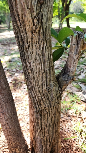 Bunchosia glandulosa, photograph 4