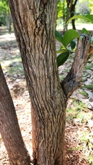 Bunchosia glandulosa, photograph author not stated, no rights reserved