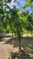 Bunchosia glandulosa, photograph author not stated, no rights reserved