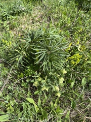 Helleborus multifidus, photograph Mirko Ubović, CC0, iNaturalist via GBIF