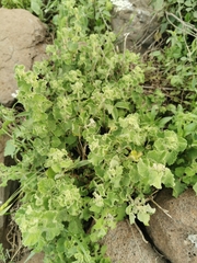 Pseudodictamnus undulatus
