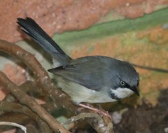 Apalis thoracica capensis