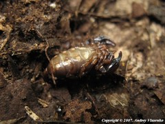 Euscorpius mingrelicus